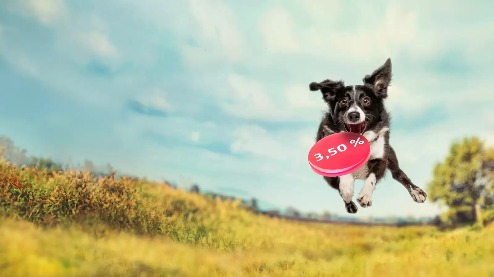 Hund springt auf Wiese in die Luft und hält rote Frisbee mit der Zahl 3,50 Prozent im Maul